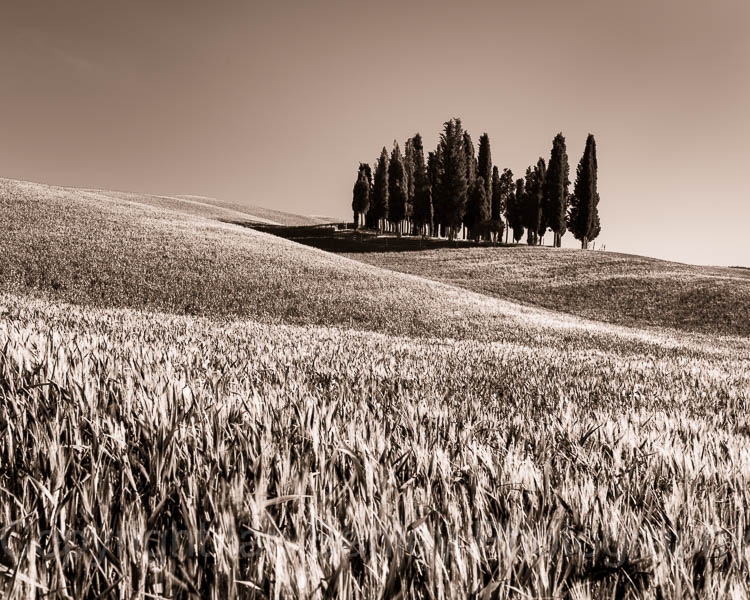 Sepia Cypress trees in Tuscany