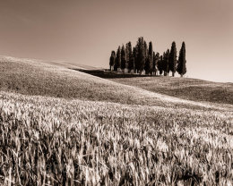 Sepia Cypress trees in Tuscany