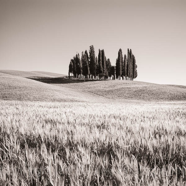 Cypress trees and hills in Tuscany, Italy