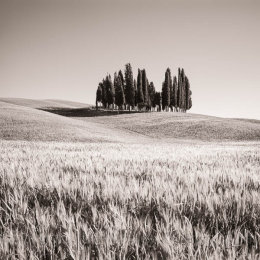 Cypress trees and hills in Tuscany, Italy