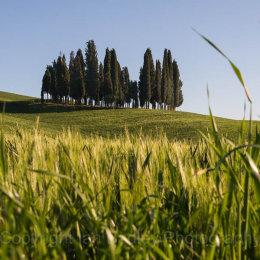 Group of cypress trees in Tuscany, Italy