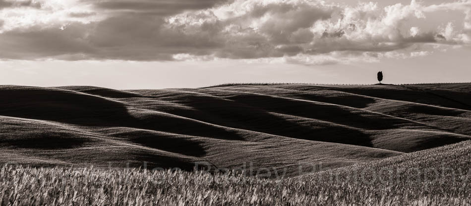 Rolling hills in Tuscany, Italy