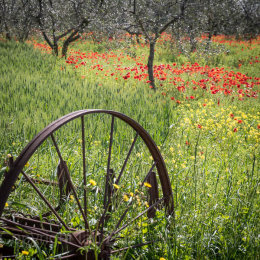 Poppies and plough in Tuscany, Italy