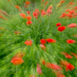 Abstract poppies