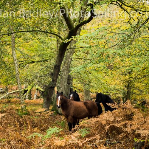 Ponies in the Autumn colours, New Forest
