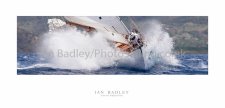 Lone Fox racing in the Antigua Classic