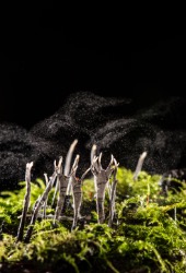 High Speed and Time-Lapse Imaging