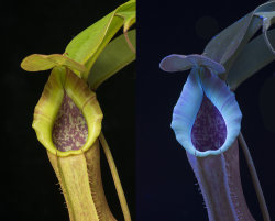 Ultraviolet Fluorescence Imaging