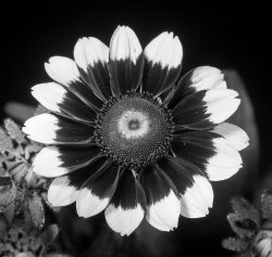 Ultraviolet Reflectance Imaging