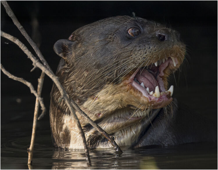 1 Giant River Otter Pantanal Brazil Chuck Eccleston ARPS  IWPS