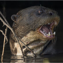 1 Giant River Otter Pantanal Brazil Chuck Eccleston ARPS  IWPS