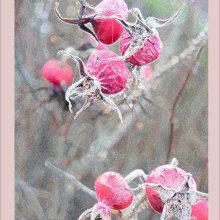 20 AngelaMulligan Frosted Seedpods M1