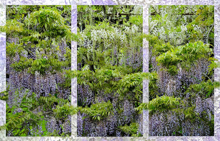 2 Wisteria Trellis Carol Walker IWPS