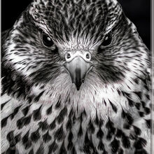 2nd Paul Dowthwaite Piercing Gaze IWPS