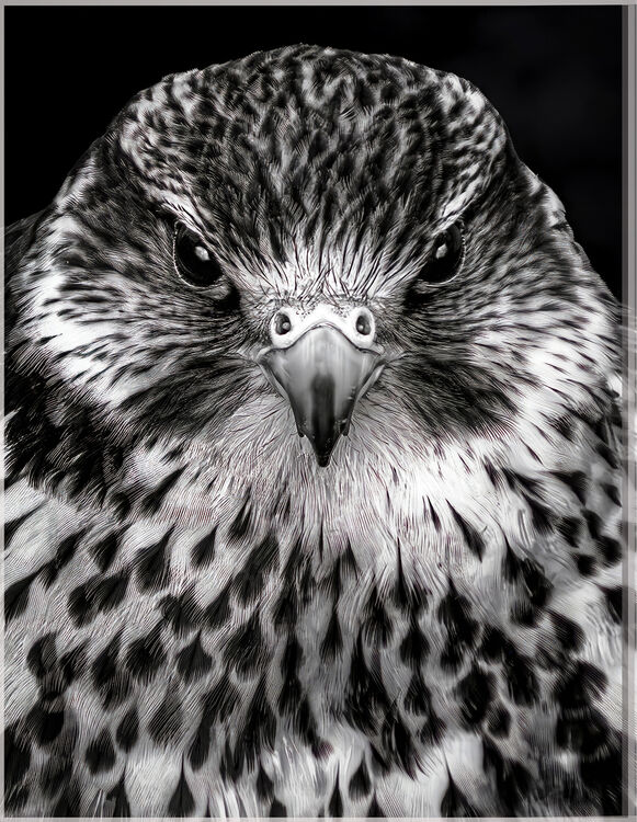 2nd Paul Dowthwaite Piercing Gaze IWPS