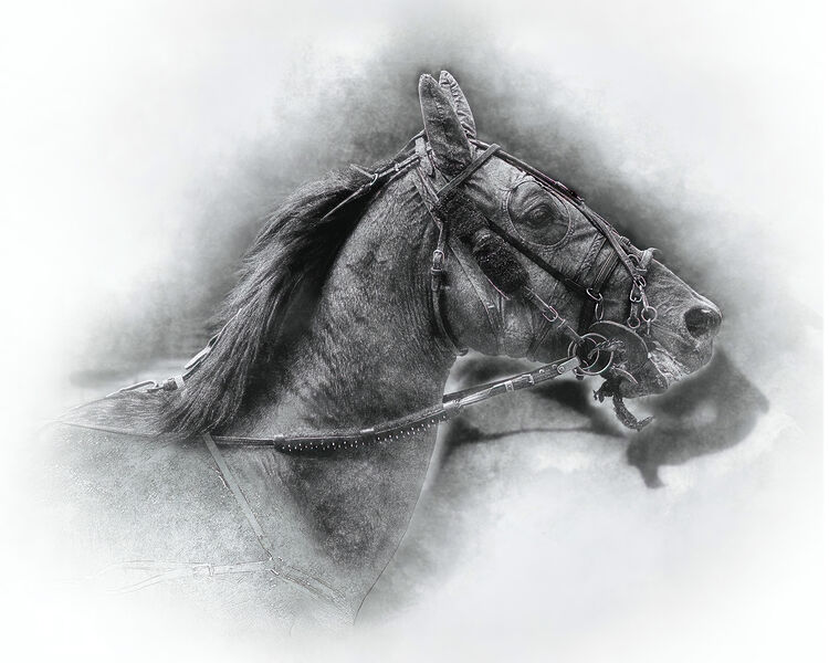 3rd Paul Dowthwaite Untamed Spirit IWPS