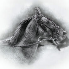 3rd Paul Dowthwaite Untamed Spirit IWPS