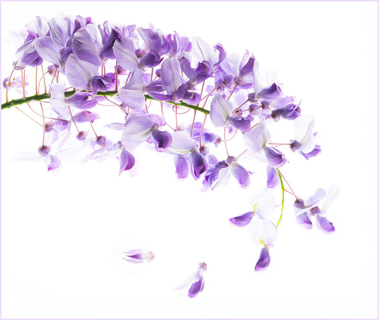 8 Wisteria Raceme Carol Walke IWPS