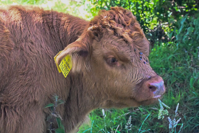 Alan Parker  Calf Rare Breeds Farm iwps