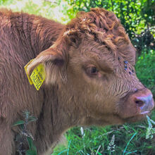 Alan Parker  Calf Rare Breeds Farm iwps
