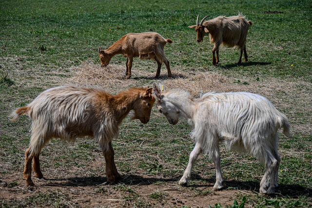 Alan Parker  Headstrong goats Rare Breeds Farm iwps
