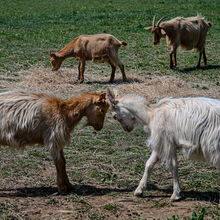 Alan Parker  Headstrong goats Rare Breeds Farm iwps