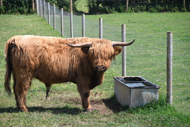 Alan Parker  Highland Cattle Rare Breeds Farm iwps