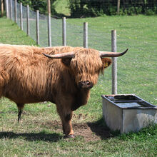 Alan Parker  Highland Cattle Rare Breeds Farm iwps