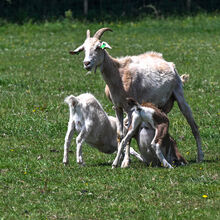 Alan Parker  Kids Feeding Time Rare Breeds Farm iwps