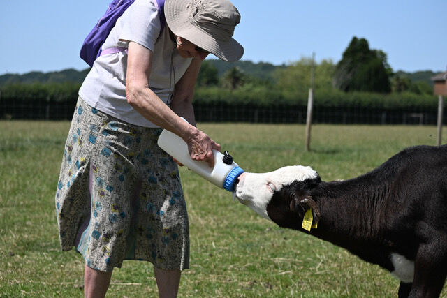 Alan Parker  Orphan feeding time Rare Breeds Farm iwps
