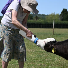 Alan Parker  Orphan feeding time Rare Breeds Farm iwps