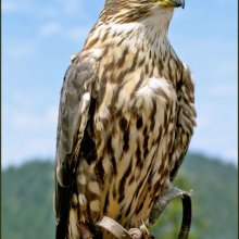 AngelaMulligan Falcon Natural World