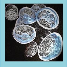 AngelaMulligan Jellyfish M3