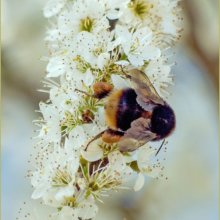 AngelaMulligan bee and blossom NaturalWorld