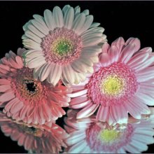 Angela Mulligan Flowers reflected in a mirror M6