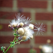 Angela Mulligan Thistle Seeds T