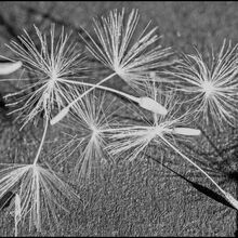 Angela Mulligan dandelion seed heads T