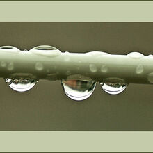 Angela Mulligan dewdrops T