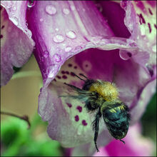 Anne Dziedzicki After the Rain M1
