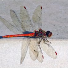 Anne Dziedzicki Basking M3
