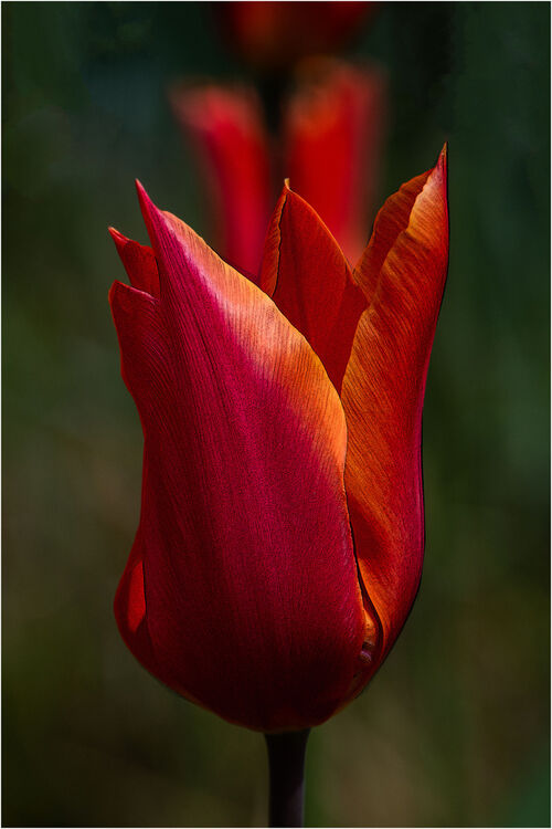 Anne Dziedzicki Tulip N IWPS