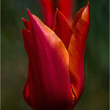 Anne Dziedzicki Tulip N IWPS