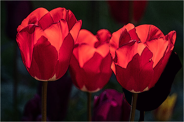 Anne Dziedzicki Tulips C IWPS