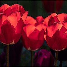 Anne Dziedzicki Tulips C IWPS