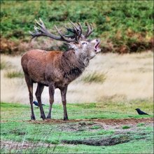 Anne Dziedzixki Stag in a Rut NW