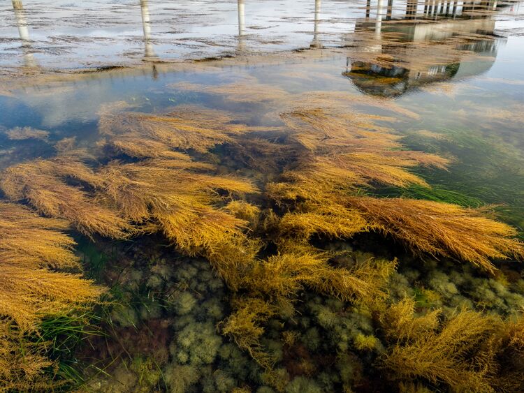 Bembridge Rockpool Safari 1 Sue C