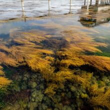 Bembridge Rockpool Safari 1 Sue C