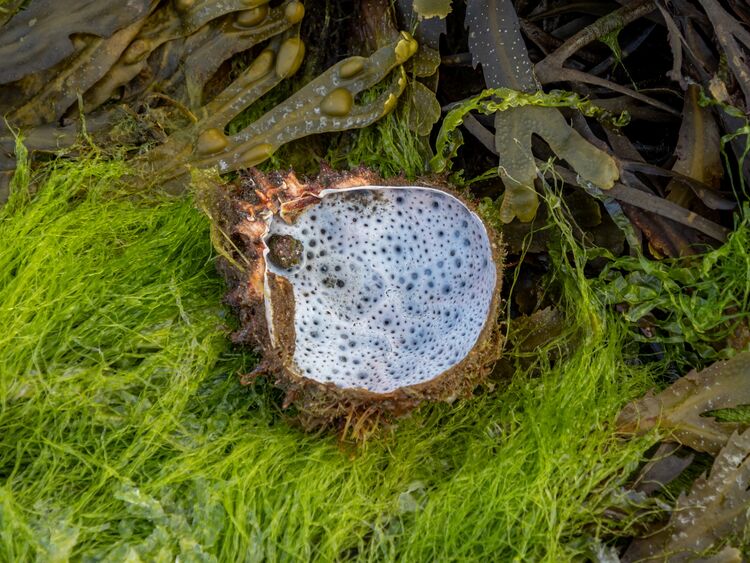 Bembridge Rockpool Safari 2 Sue C