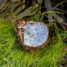Bembridge Rockpool Safari 2 Sue C
