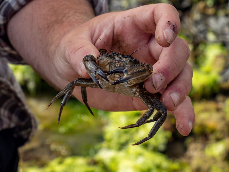 Bembridge Rockpool Safari 4 Sue C